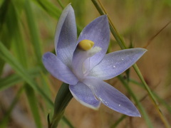 Thelymitra bracteata