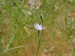Thelymitra bracteata