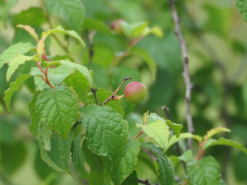 Prunus pogonostyla, photograph 3