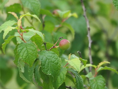 Prunus pogonostyla, photograph author not stated, no rights reserved