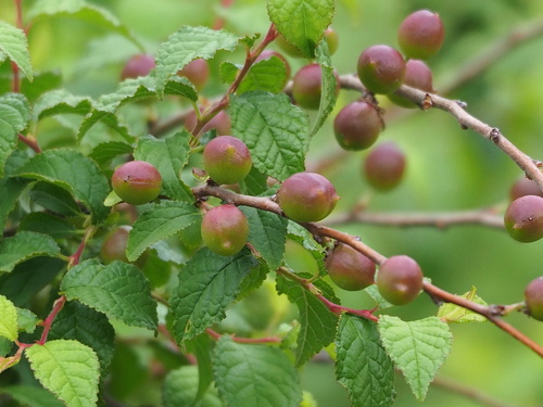 Prunus pogonostyla, photograph 4
