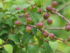 Prunus pogonostyla, photograph author not stated, no rights reserved