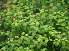 Prunus pogonostyla, photograph author not stated, no rights reserved