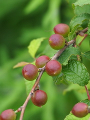 Prunus pogonostyla, photograph author not stated, no rights reserved