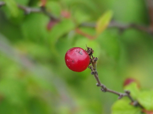 Prunus pogonostyla, photograph 6