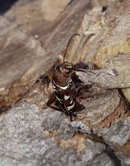 Neoclytus tenuiscriptus