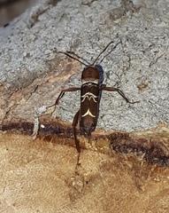 Neoclytus tenuiscriptus