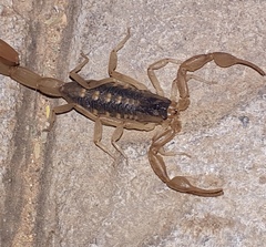 Centruroides baldazoi
