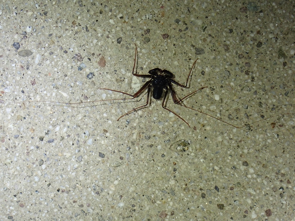 Paraphrynus tokdod