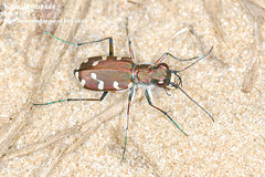 Cicindela transbaicalica