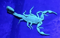 Centruroides baldazoi
