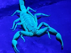 Centruroides baldazoi