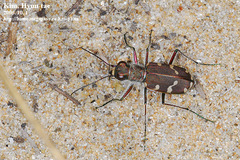 Cicindela transbaicalica