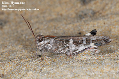 Oedaleus infernalis