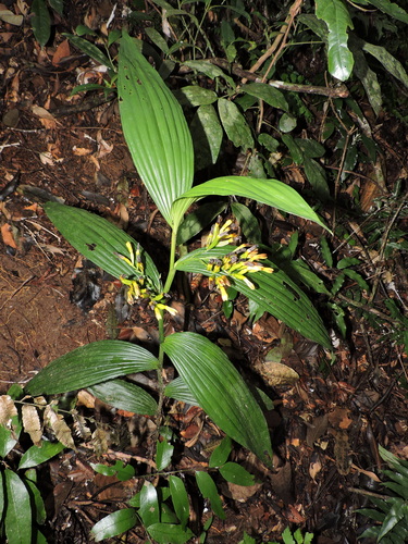 Image of Corymborkis flava by (c) Fabrício Mil Homens Riella, some rights reserved (CC BY)