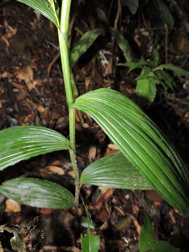 Image of Corymborkis flava by (c) Fabrício Mil Homens Riella, some rights reserved (CC BY)