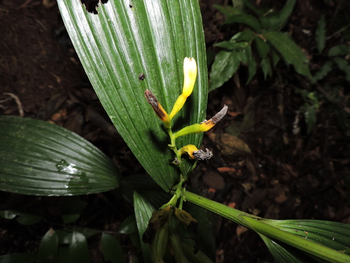 Image of Corymborkis flava by (c) Fabrício Mil Homens Riella, some rights reserved (CC BY)