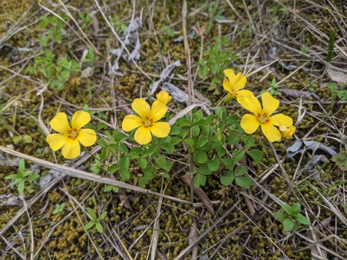 Image of Tufted Yellow Woodsorrel (Oxalis macrantha) by (c) Alaina Krakowiak, some rights reserved (CC BY)