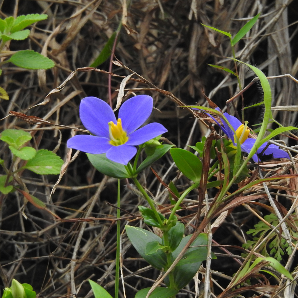 Exacum travancoricum