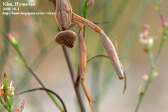 Tenodera aridifolia