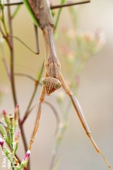 Tenodera aridifolia