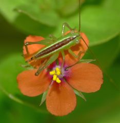 Conocephalus bilineatus