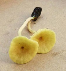 Chrysomphalina grossula