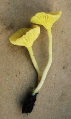 Chrysomphalina grossula