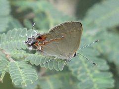 Electrostrymon hugon