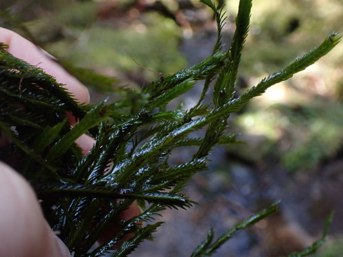 Image of Fissidens grandifrons by no rights reserved
