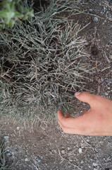 Ephedra compacta