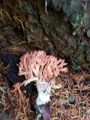 Ramaria stuntzii