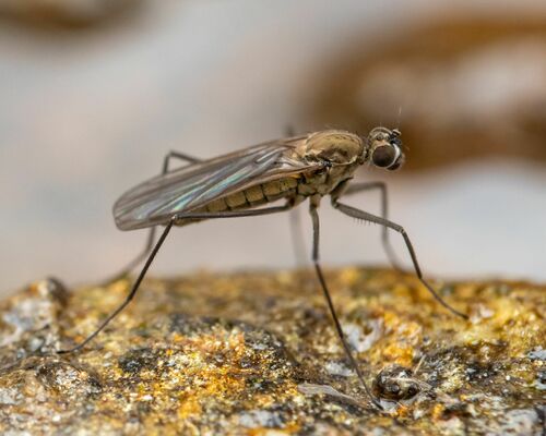 Trichoclinocera pectinifemur