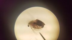 Daphnia pulex
