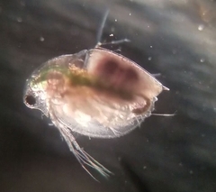 Daphnia pulex