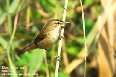 Acrocephalus bistrigiceps