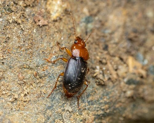 Red-headed Ground Beetle photo 3