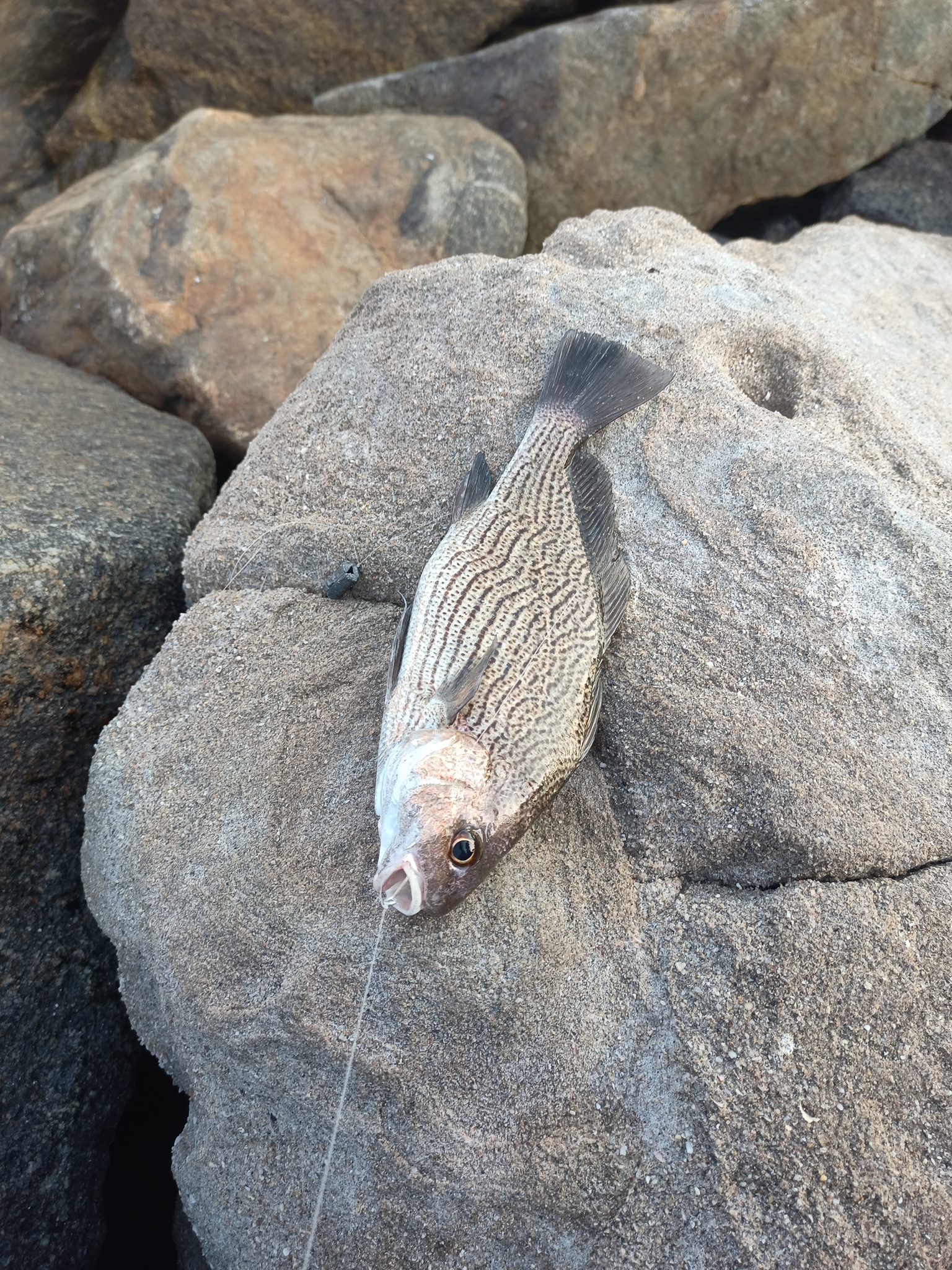 Longspine Croaker photo 3