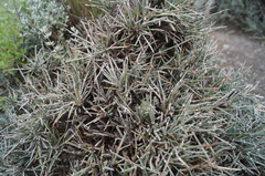 Ephedra compacta