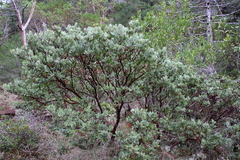 Arctostaphylos nortensis