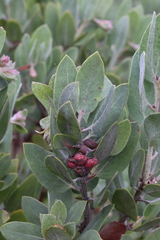 Arctostaphylos nortensis