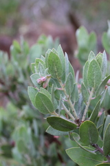 Arctostaphylos nortensis