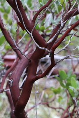 Arctostaphylos nortensis
