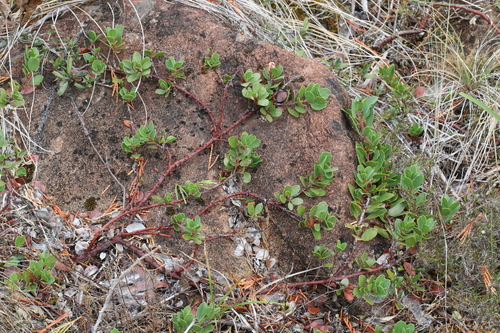 Arctostaphylos nevadensis ssp. knightii