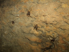 Ceuthophilus maculatus