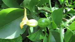 Cucurbita argyrosperma