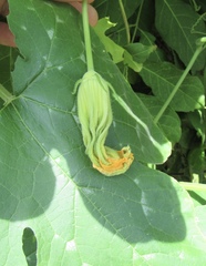 Cucurbita argyrosperma
