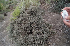 Ephedra compacta