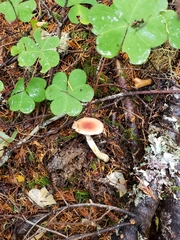 Gomphidius subroseus