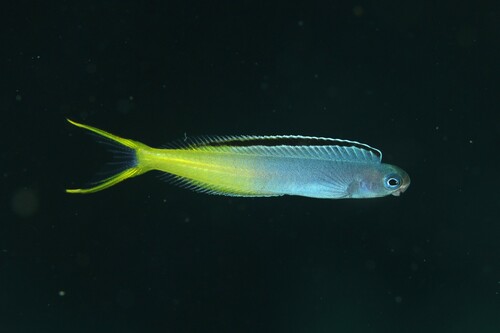 Bicolor fangblenny (Plagiotremus laudandus) — Blenniidae — 4